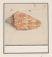 Trompette rose Strombus gigas - Anselmus Botius de Boodt — visning af kunstværket