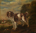 En spaniel - Paulus Potter — visning af kunstværket