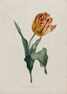 Tulipan - Valentine Bartholomew — visning af kunstværket