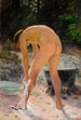 Toilette du matin - Venny Soldan-Brofeldt — visning af kunstværket