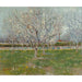 Reproduktion af maleriet Frugtplantage i blomst (Prunus) - Vincent van Gogh