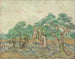 Le verger d'oliviers - Vincent van Gogh — visning af kunstværket