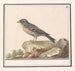 Vink Fringilla - Anselmus Botius de Boodt — visning af kunstværket