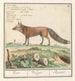 Vos Vulpes vulpes Vos Vulpes Renard - Anselmus Botius de Boodt — visning af kunstværket