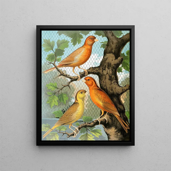 W A Blakston - Cinammon Canaries.webp