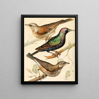 W A Blakston - Fieldfare Starling Redwing.webp