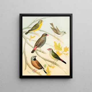 W A Blakston - Finches And Australian Waxbill.webp