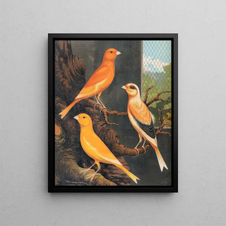 W A Blakston - Norwich Canaries.webp