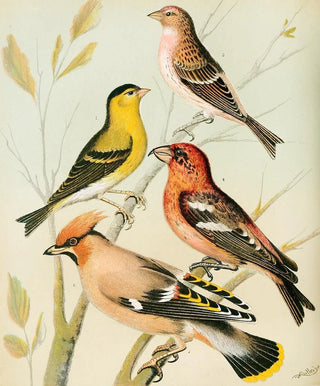 W A Blakston - Siskin RedpollWaxwing Crossbill.webp