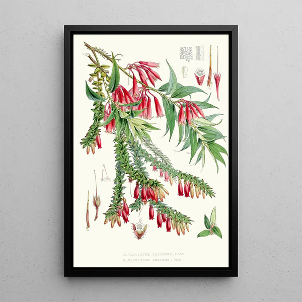 Walter Hood Fitch - A Vaccinium Salignum Hf et T B Vaccinium Serpens Hf et T.webp