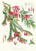 A Vaccinium Salignum Hf og T B Vaccinium Serpens Hf og T - Walter Hood Fitch — visning af kunstværket