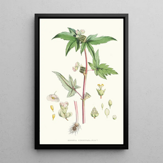 Walter Hood Fitch - Begonia Gemmipara Hf et T.webp