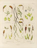 Botanisk Cryptogamisk Maleri fra rejse til Antarktis med skibene HM Discovery Erebus og Terror i årene 1839 Pl05 - Walter Hood Fitch — visning af kunstværket