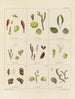 Botanisk Cryptogamisk Maleri af rejse til Antarktis med skibene HM Discovery Erebus og Terror i årene 1839 Pl06 - Walter Hood Fitch — visning af kunstværket
