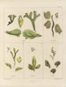 Botanisk Cryptogamisk Maleri af rejse til Antarktis af skibene HM Discovery Erebus og Terror i årene 1839 Pl07 - Walter Hood Fitch — visning af kunstværket
