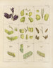 Botanisk kunsttryk af rejsen til Antarktis med skibene HM Discovery Erebus og Terror i årene 1839 Pl08 - Walter Hood Fitch — visning af kunstværket