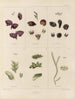 Botanisk kryptogamisk maleri af rejsen til Antarktis med skibene HM Discovery Erebus og Terror i årene 1839 Pl10 - Walter Hood Fitch — visning af kunstværket