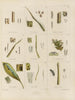 Botanisk kunsttryk af rejsen til Antarktis med skibene HM Discovery Erebus og Terror i årene 1839 Pl12 - Walter Hood Fitch — visning af kunstværket