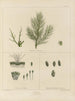 Botanisk Cryptogamisk Maleri af rejse til Antarktis af skibene HM Discovery Erebus og Terror i årene 1839 Pl13 - Walter Hood Fitch — visning af kunstværket
