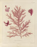 Botanisk Cryptogamisk Maleri af rejse til Antarktis med skibene HM Discovery Erebus og Terror i årene 1839 Pl21 - Walter Hood Fitch — visning af kunstværket