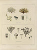 Botanisk Cryptogamisk Maleri fra rejse til Antarktis af skibene HM Discovery Erebus og Terror i årene 1839 Pl23 - Walter Hood Fitch — visning af kunstværket