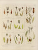 Botanisk kunsttryk af rejsen til Antarktis med skibene HM Discovery Erebus og Terror i årene 1839 Pl25 - Walter Hood Fitch — visning af kunstværket