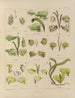 Botanisk kryptogamisk maleri af rejsen til Antarktis med skibene HM Discovery Erebus og Terror i årene 1839 Pl30 - Walter Hood Fitch — visning af kunstværket
