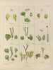 Botanisk Cryptogamisk Maleri af rejse til Antarktis af skibene HM Discovery Erebus og Terror i årene 1839 Pl31 - Walter Hood Fitch — visning af kunstværket