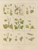 Botanisk kryptogamisk maleri af rejsen til Antarktis med skibene HM Discovery Erebus og Terror i årene 1839 Pl32 - Walter Hood Fitch — visning af kunstværket