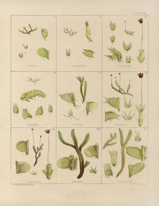 Walter Hood Fitch - Cryptogamic botany of the Antarctic voyage of HM Discovery ships Erebus and Terror in the years 1839 Pl33.webp