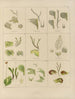 Botanisk Cryptogamisk Maleri af rejse til Antarktis med skibene HM Discovery Erebus og Terror i årene 1839 Pl35 - Walter Hood Fitch — visning af kunstværket