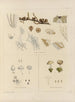 Botanisk kryptogamisk maleri af rejsen til Antarktis med skibene HM Discovery Erebus og Terror i årene 1839 Pl36 - Walter Hood Fitch — visning af kunstværket