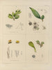 Botanisk kryptogamisk maleri af rejsen til Antarktis med skibene HM Discovery Erebus og Terror i årene 1839 Pl38 - Walter Hood Fitch — visning af kunstværket