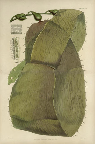 Walter Hood Fitch - Cryptogamic botany of the Antarctic voyage of HM Discovery ships Erebus and Terror in the years 1839 Pl41.webp