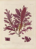 Botanisk Cryptogamisk Maleri af rejse til Antarktis af skibene HM Discovery Erebus og Terror i årene 1839 Pl46 - Walter Hood Fitch — visning af kunstværket