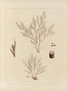 Botanisk kryptogamisk maleri af rejsen til Antarktis med skibene HM Discovery Erebus og Terror i årene 1839 Pl54 - Walter Hood Fitch — visning af kunstværket