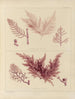 Botanisk Cryptogamisk Maleri af rejse til Antarktis af skibene HM Discovery Erebus og Terror i årene 1839 Pl58 - Walter Hood Fitch — visning af kunstværket