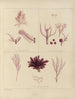 Botanisk kunsttryk af rejsen til Antarktis med skibene HM Discovery Erebus og Terror i årene 1839 Pl59 - Walter Hood Fitch — visning af kunstværket
