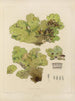 Botanisk Cryptogamisk Maleri af rejse til Antarktis af skibene HM Discovery Erebus og Terror i årene 1839 Pl66 - Walter Hood Fitch — visning af kunstværket