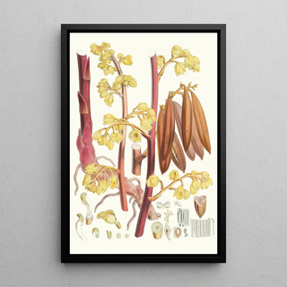 Walter Hood Fitch - Cyrtosia Lindleyana Hf and T.webp