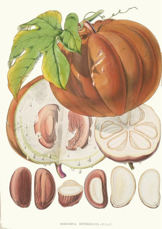 Walter Hood Fitch - Hodgsonia Heteroclita H f et T Fruit.webp