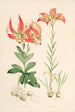 Lilium Carolinianum - Walter Hood Fitch — visning af kunstværket