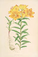 Lilium Croceum - Walter Hood Fitch — visning af kunstværket
