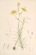 Lilium Davidi - Walter Hood Fitch — visning af kunstværket