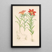 Lilium Davuricum - Walter Hood Fitch — indrammet kunstværk på væggen