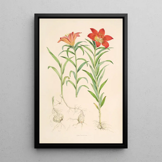 Walter Hood Fitch - Lilium Davuricum.webp