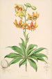 Lilium Hansoni - Walter Hood Fitch — visning af kunstværket