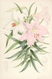 Lilium Japonicum - Walter Hood Fitch — visning af kunstværket