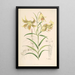 Lilium Leichtlinii - Walter Hood Fitch — indrammet kunstværk på væggen