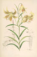 Lilium Leichtlinii - Walter Hood Fitch — visning af kunstværket